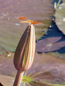 Nénuphars-Siem Reap